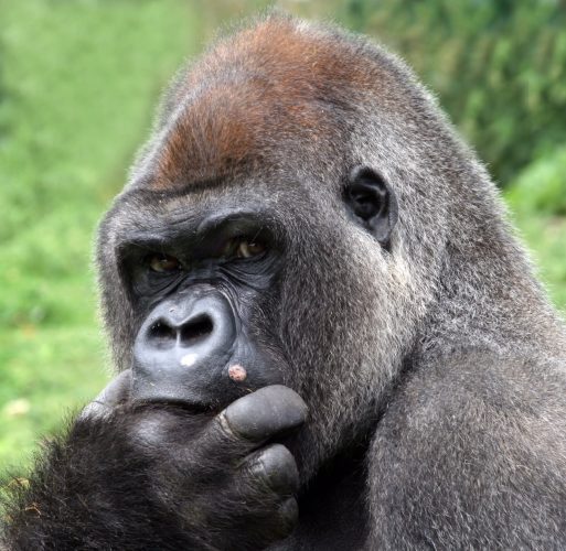 gorilla