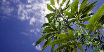 9 curiosidades sobre maconha que vão expandir sua mente