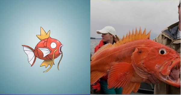 Os animais reais que serviram como inspiração para os Pokémons
