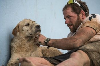 Cão abandonado anda 690 km com equipe de esportes e ganha um lar