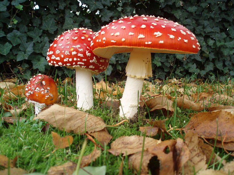 7 fatos que você não sabe sobre cogumelos alucinógenos