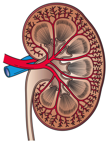 Kidney_Cross_Section