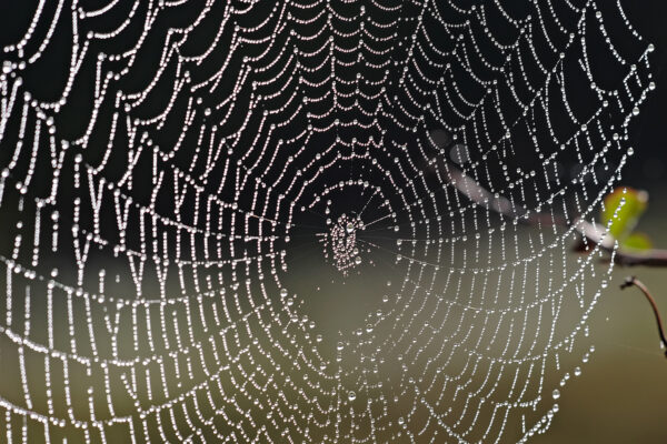 Spider_web_with_dew_drops04