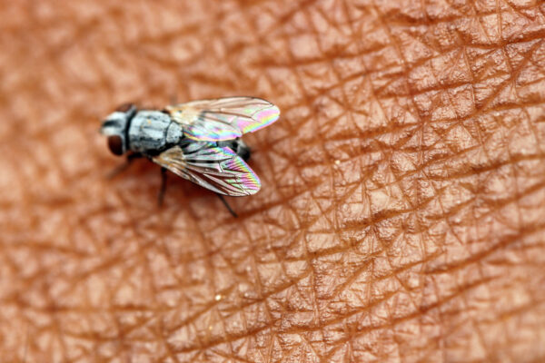 a-fly-with-rainbow-wings-on-human-skin-f5