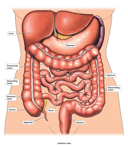 colon
