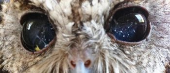 Coruja cega faz sucesso na internet por ter “estrelas” nos olhos