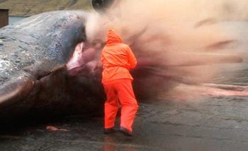 É verdade que baleias mortas podem explodir ao serem cortadas?