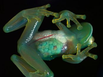 11 bichos inacreditavelmente transparentes que existem na natureza