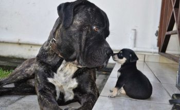 14 filhotes flagrados em momentos engraçados e adoráveis