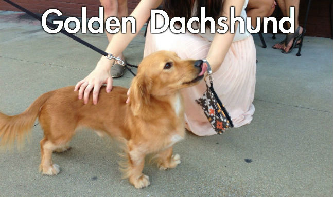 Picture Quiz Dog Breeds Picture Quiz Dog Breeds