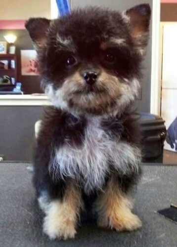 mixed-breed-dogs-yorkipoo-yorkshire-terrier-and-poodle