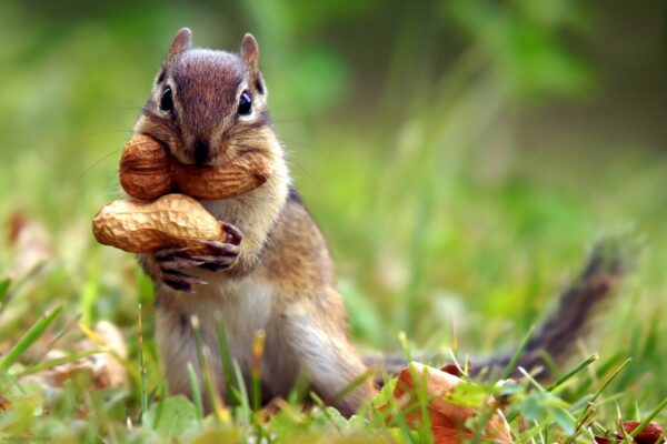 squirrel-nut-cute-animal-nature-grass-1920x1280