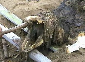 Suposto “Monstro Marinho” é encontrado em praia Russa e gera polêmica