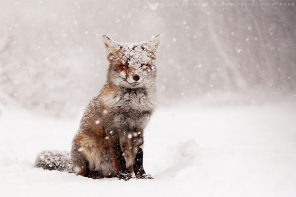 Fifty-Shades-Of-White-With-A-Touch-Of-Red-New-Fox-Photos-In-Winter-By-Roeselien-Raimond1__880