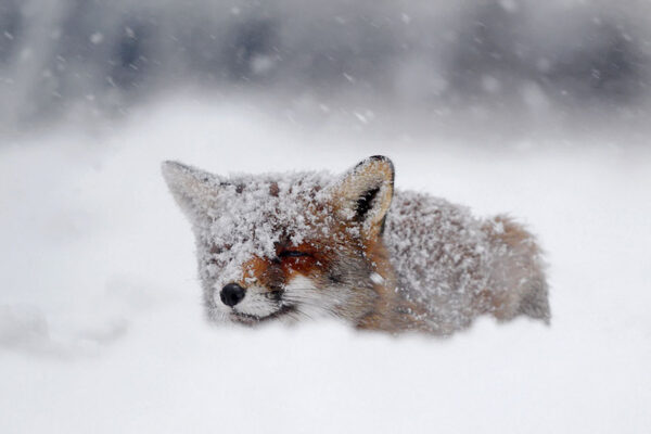 Fifty-Shades-Of-White-With-A-Touch-Of-Red-New-Fox-Photos-In-Winter-By-Roeselien-Raimond2__880