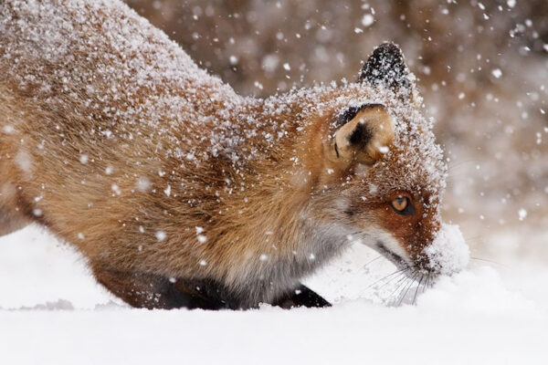 Fifty-Shades-Of-White-With-A-Touch-Of-Red-New-Fox-Photos-In-Winter-By-Roeselien-Raimond5__880