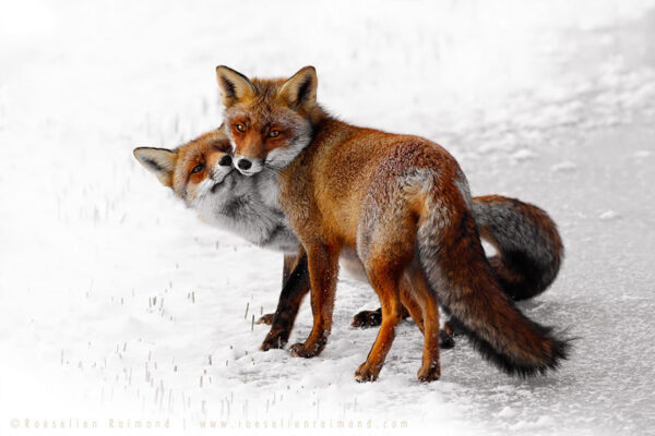 Fifty-Shades-Of-White-With-A-Touch-Of-Red-New-Fox-Photos-In-Winter-By-Roeselien-Raimond6__880
