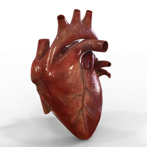 HumanHeart_1.jpg5b4415f9-6574-4724-b1f4-e92565b6d520Large