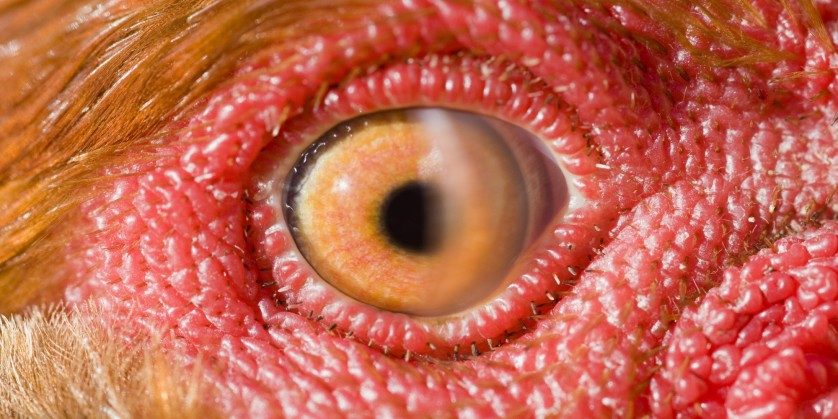 10 fatos curiosos sobre bichos que vão mudar sua visão sobre o reino animal
