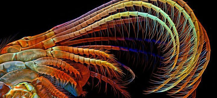10 melhores fotos microscópicas feitas em 2014