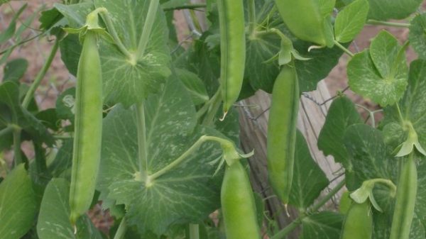 Doperwt_rijserwt_peulen_Pisum_sativum