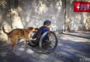 Essa cadela empurra a cadeira de rodas do seu dono todos os dias para o trabalho