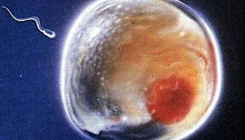 Cientistas criam esperma feminino e óvulo masculino