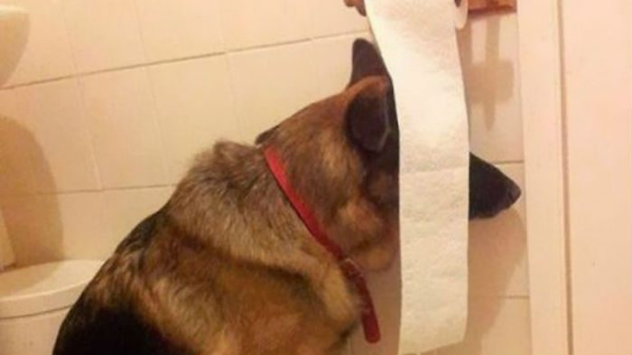 20 cachorros que definitivamente não sabem brincar de esconde-esconde
