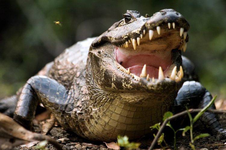 5 Truques que lhe permitem controlar animais