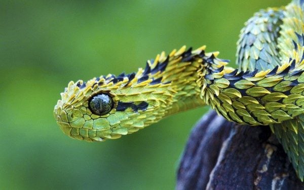21 animais raros que você nunca viu antes