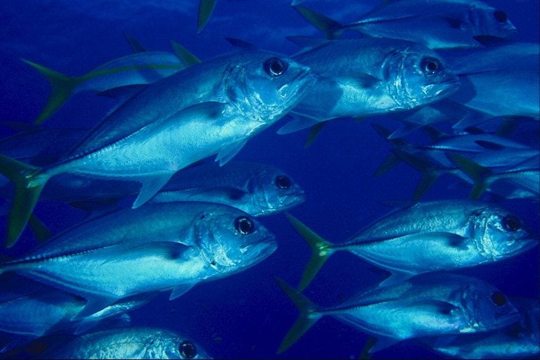 30 Fatos polêmicos que vão fazer você pensar duas vezes antes de comer peixe
