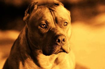 5 animais de estimação que ajudaram a encontrar os assassinos dos seus donos