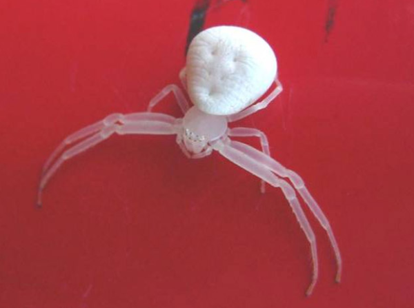 aranha