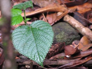 Conheça a planta capaz de te faz vomitar de agonia se você tocá-la