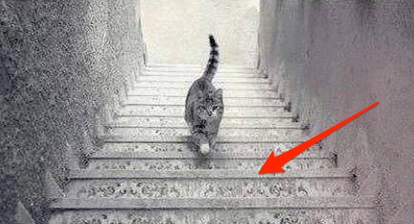 Esse gato está subindo ou descendo a escada?
