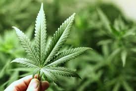 Conheça quais são as 29 celebridades que já foram usuários de maconha