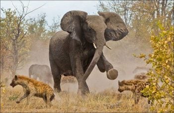 50 fotos incríveis de animais que foram tiradas no momento certo