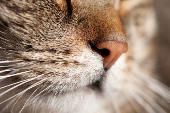 O que acontece se cortarmos o bigode de um gato?
