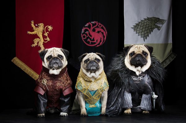 pugs-westeros-game-of-thrones-video-cachorros-6