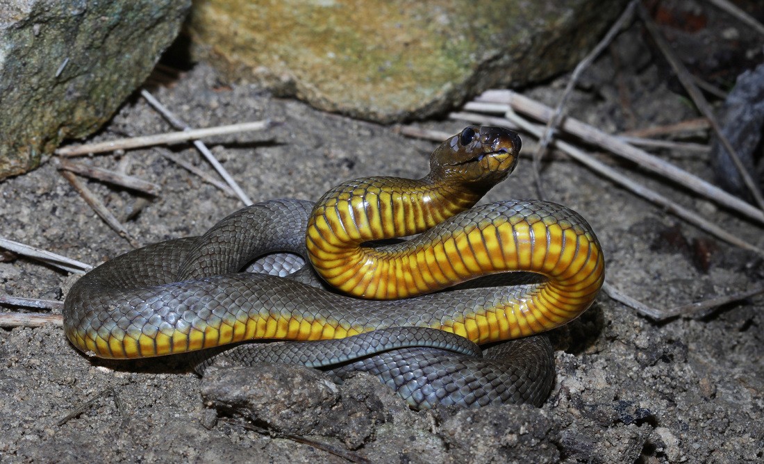 Resultado de imagem para Cobra-de-barriga-amarela ou taipan-do-interior