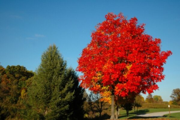 620x413_Canada-red-maple-tree1368553658