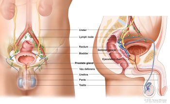 5 órgãos do seu corpo que você pode viver sem