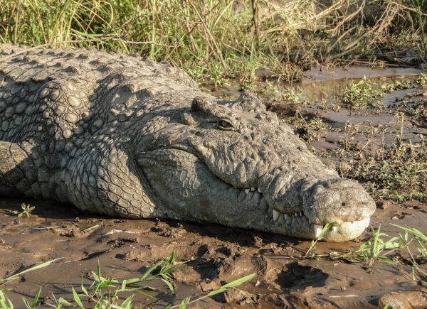 Crocodylus_niloticus_in_Lake_Chamo_02