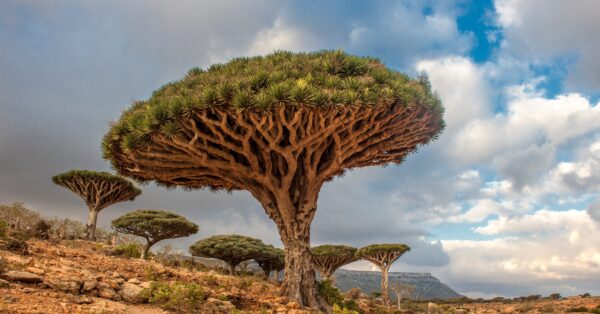 Dragon-Trees-Yemen
