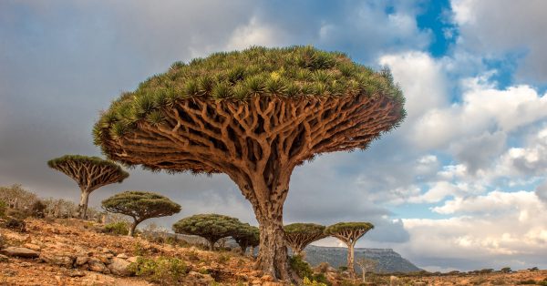 Dragon-Trees-Yemen