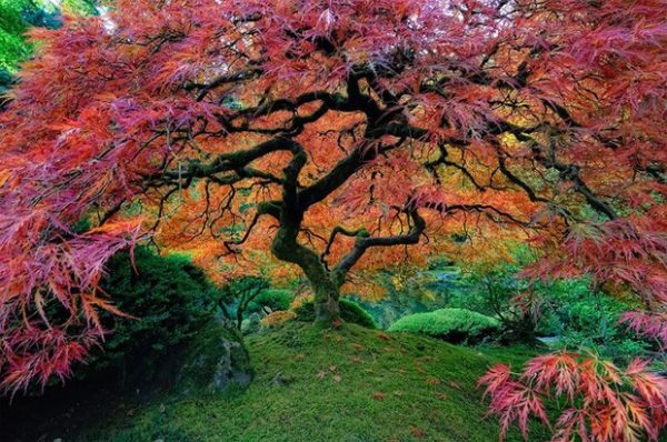 Jardim-de-Portland-localizado-no-parque-de-Washington-em-Oregon-EUA