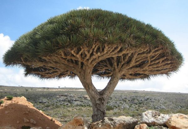 Socotra_dragon_tree