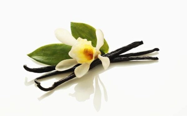 Vanilla_orchid