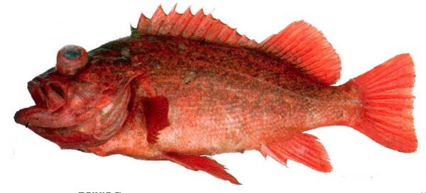 VermilionRockfish
