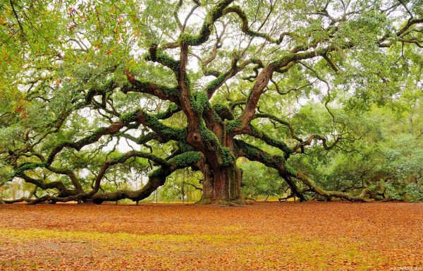 angel-oak-carvalho-charleston